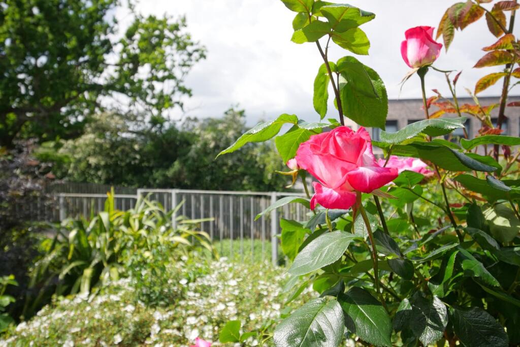 Additional image 14 of Binder Lane, Hailsham, BN27