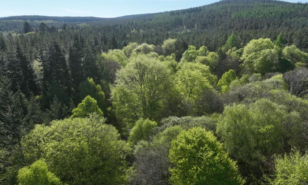 Additional image 8 of Minnonie Woodland, Banchory, AB31