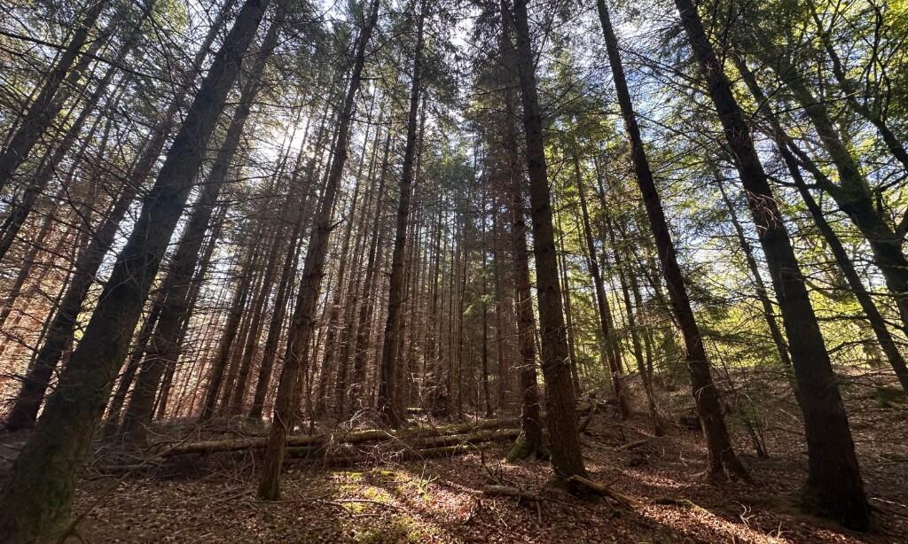 Additional image 10 of Minnonie Woodland, Banchory, AB31