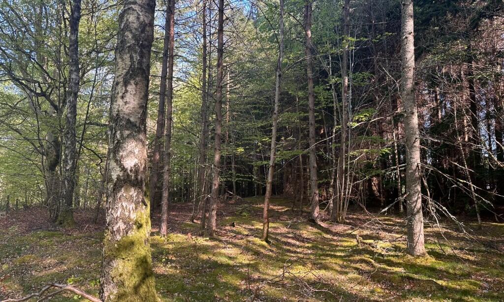 Additional image 9 of Minnonie Woodland, Banchory, AB31