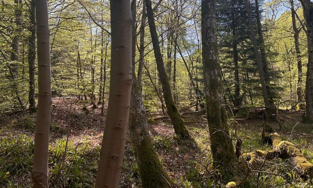 Additional image 3 of Minnonie Woodland, Banchory, AB31