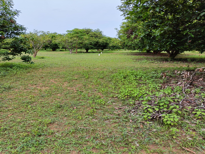 Additional image 2 of Vengal, Chennai