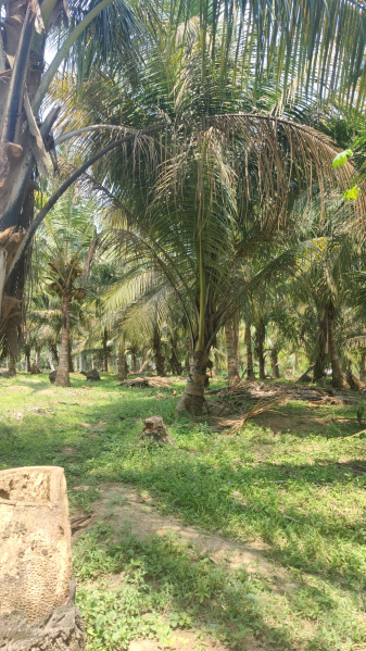 Additional image 3 of Pollachi, Coimbatore