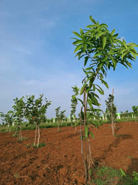 Additional image 3 of Marakkanam, Chennai