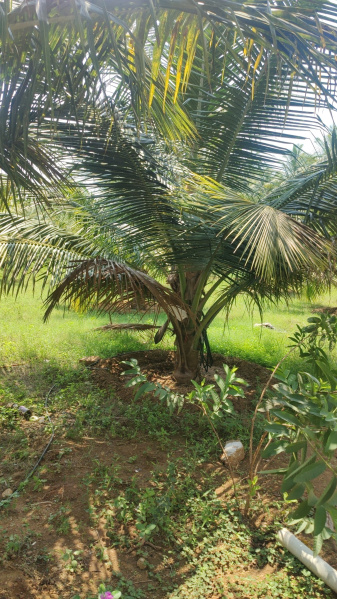 Additional image 2 of Pollachi, Coimbatore