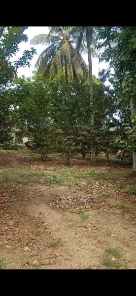 Additional image 3 of Piriyapatna, Mysore