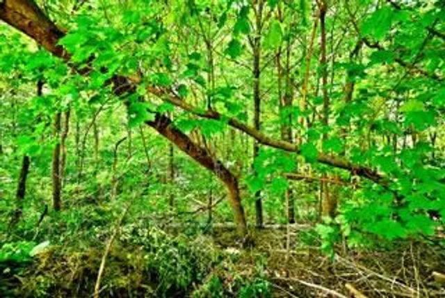 Additional image 36 of 19 Skipton Crt