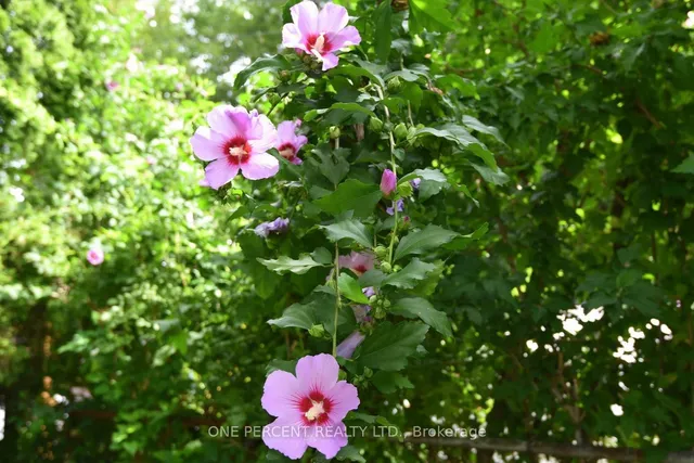 Additional image 39 of 273 Robert St