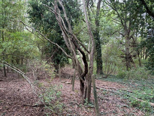 Additional image 13 of Land at Potterells, Station Road, Welham Green, Brookmans Park, Hertfordshire, AL9 7SL