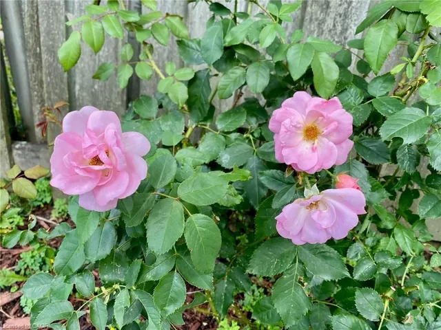 Additional image 3 of 6 Adler Ave