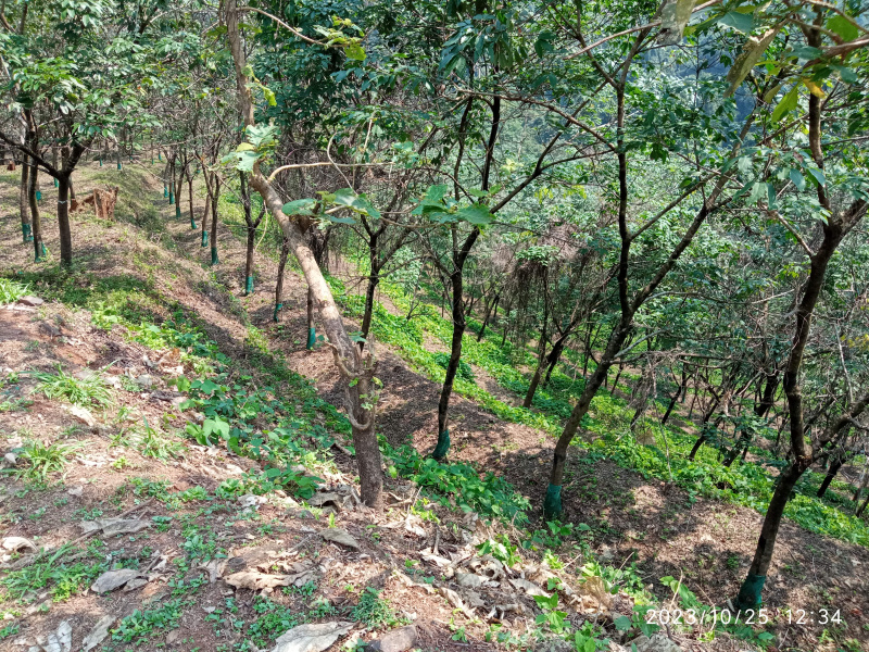Additional image 2 of Tivim, North Goa, Goa