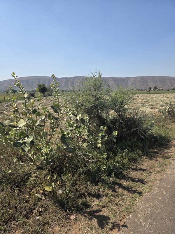 Additional image 3 of Naugaon, Alwar