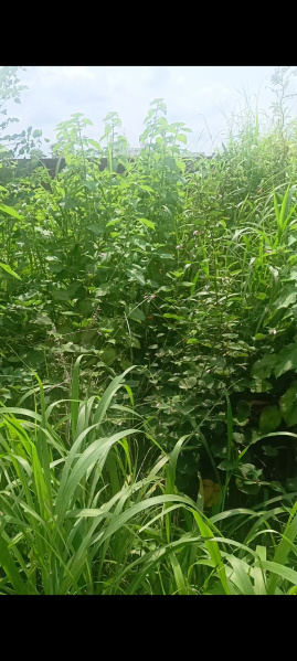 Additional image 2 of Kathal More, Ranchi