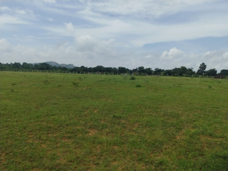 Additional image 3 of lemoor, Tukkuguda, Hyderabad