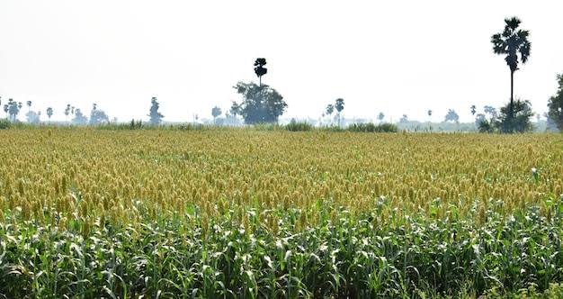 Additional image 3 of Ramgarh, Alwar