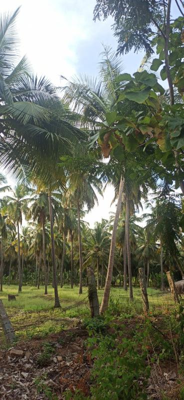 Additional image 3 of Pollachi, Coimbatore