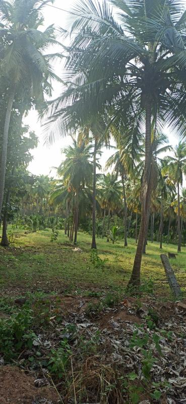 Additional image 2 of Pollachi, Coimbatore