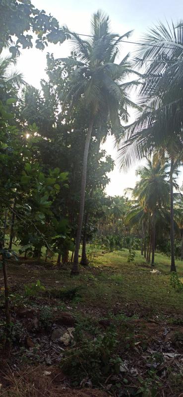 Pollachi, Coimbatore