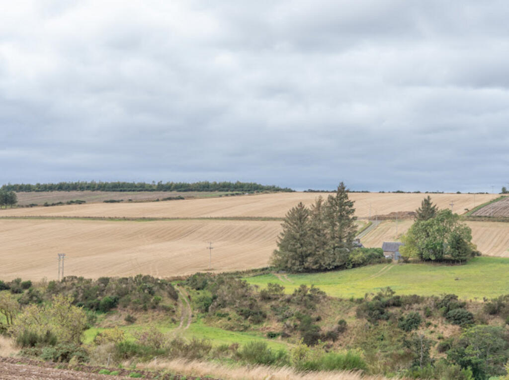 Additional image 33 of King Edward, King Edward, AB45