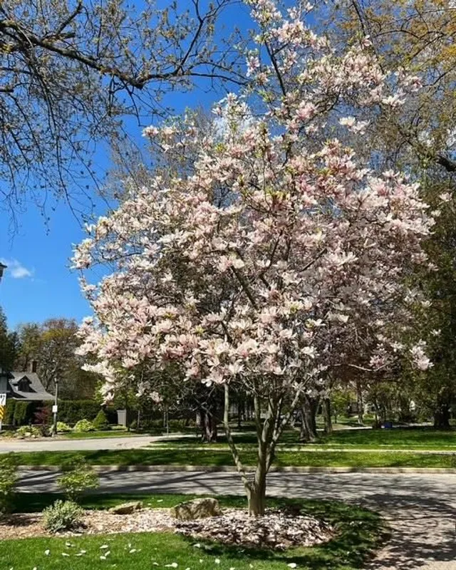 Additional image 48 of 206 Rossmore Blvd