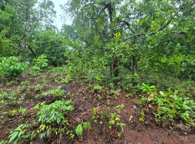Cuncolim, Goa