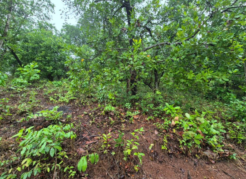 Additional image 3 of Cuncolim, Goa