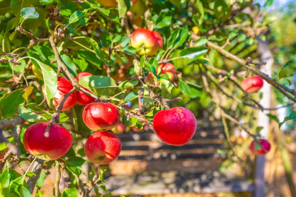 Additional image 35 of Alcester Road, Wythall, Birmingham, B47 6AP