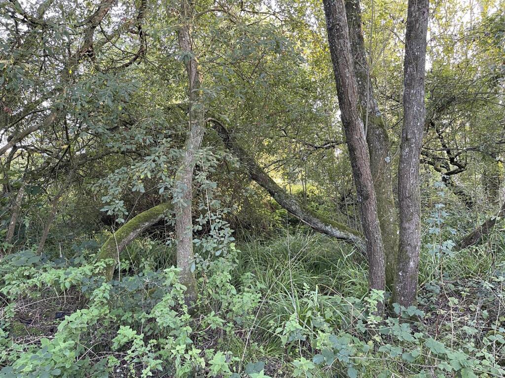 Additional image 11 of Selwood, Frome