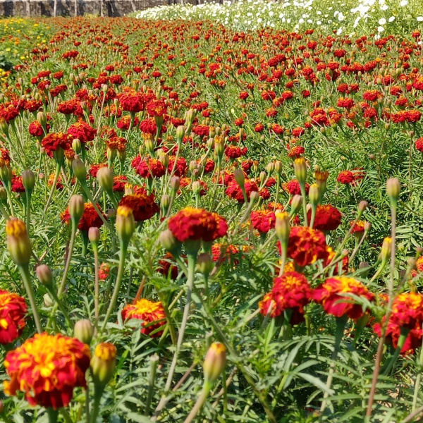 Additional image 3 of Chauri Chaura, Gorakhpur