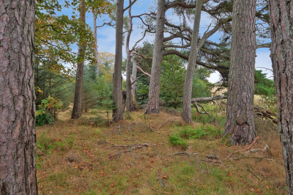 Additional image 14 of Sittyton Woodland & Paddock, Newmachar