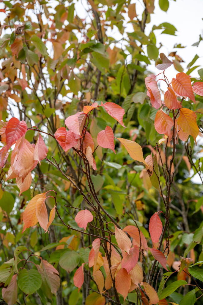 Additional image 10 of Station Road,Smallford,St. Albans,AL4 0HB