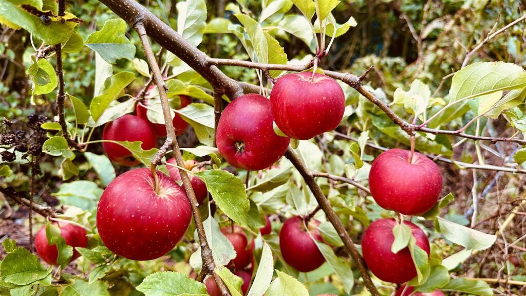 Additional image 17 of Gristhorpe Road, Selly Park, Birmingham