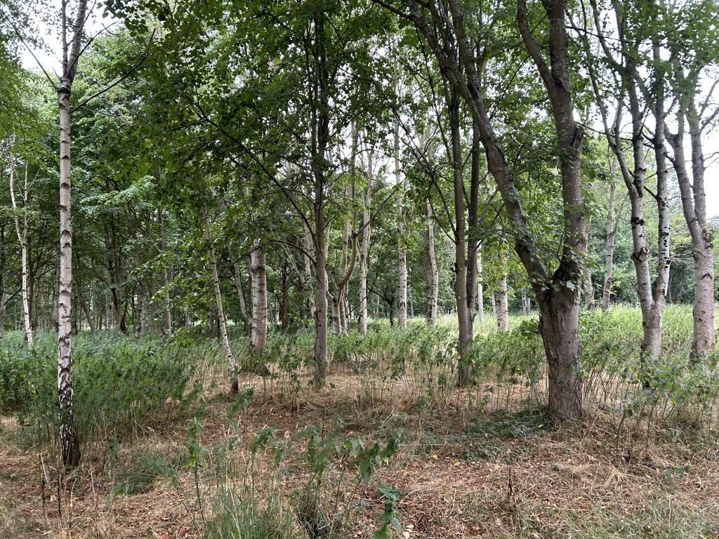 Additional image 10 of 6.079 Acres Wodland, Pelham Lane, Great Alne, Alcester