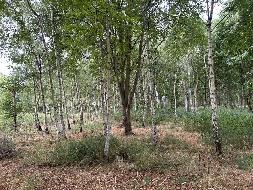 Additional image 9 of 6.079 Acres Wodland, Pelham Lane, Great Alne, Alcester