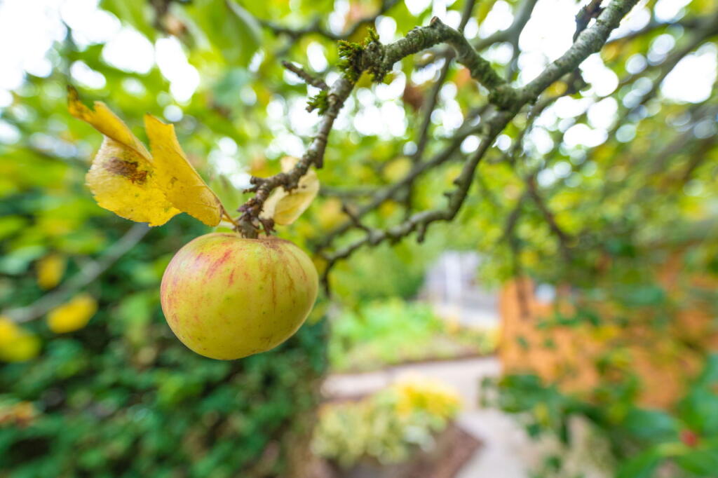 Additional image 20 of Neville Road, Shirley, Solihull, B90 2QN