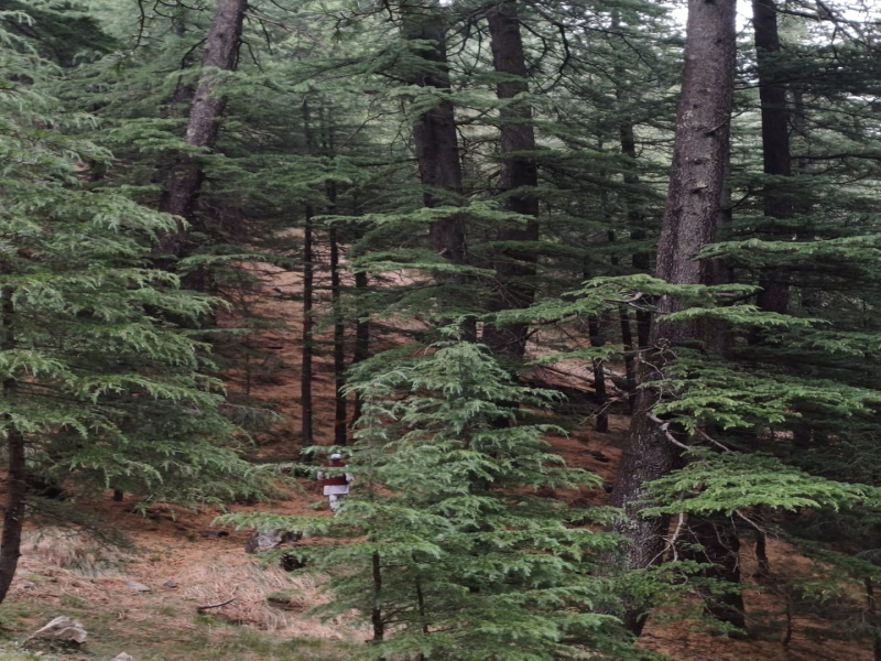 Property image for Narkand, Shimla