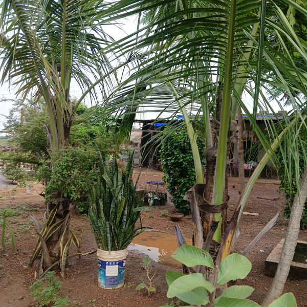 Property image for Kharora, Raipur