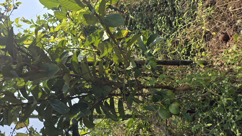 Additional image 3 of Dindori, Nashik