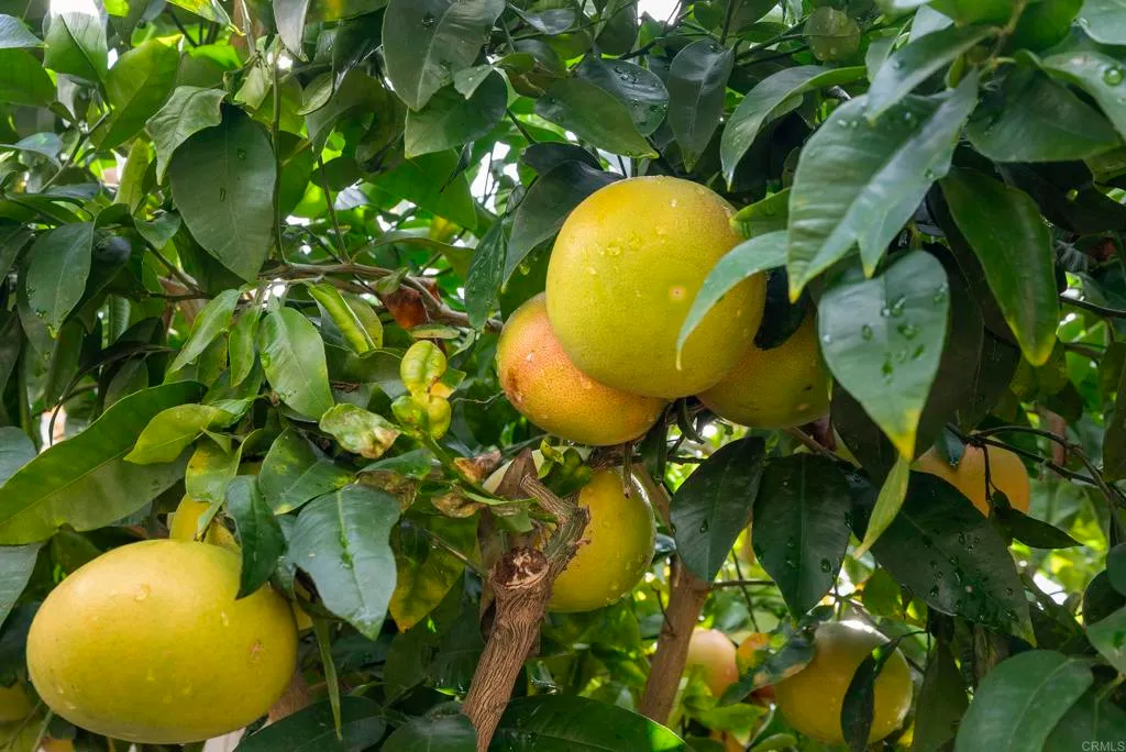 Additional image 34 of 6417 Terraza Portico, Carlsbad, CA 92009