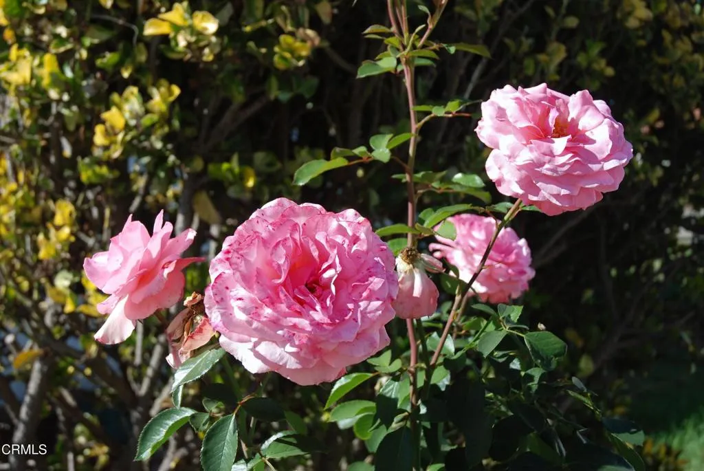 Additional image 62 of 4388 E Central Avenue Unit 63, Camarillo, CA 93010