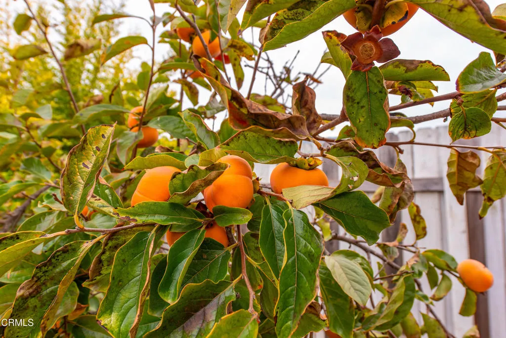 Property image for 627 Evergreen Avenue, Thousand Oaks, CA 91320