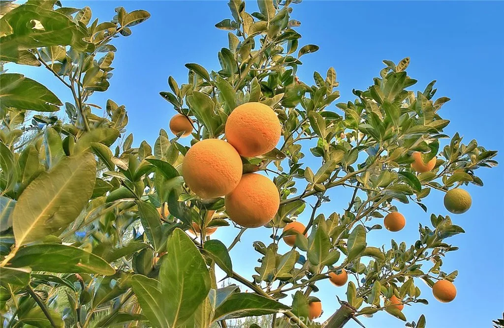 Additional image 113 of 1343 comfrey leaf Drive, Beaumont, CA 92223