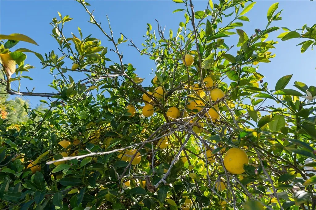 Additional image 32 of 22727 Collins, Woodland Hills, CA 91367