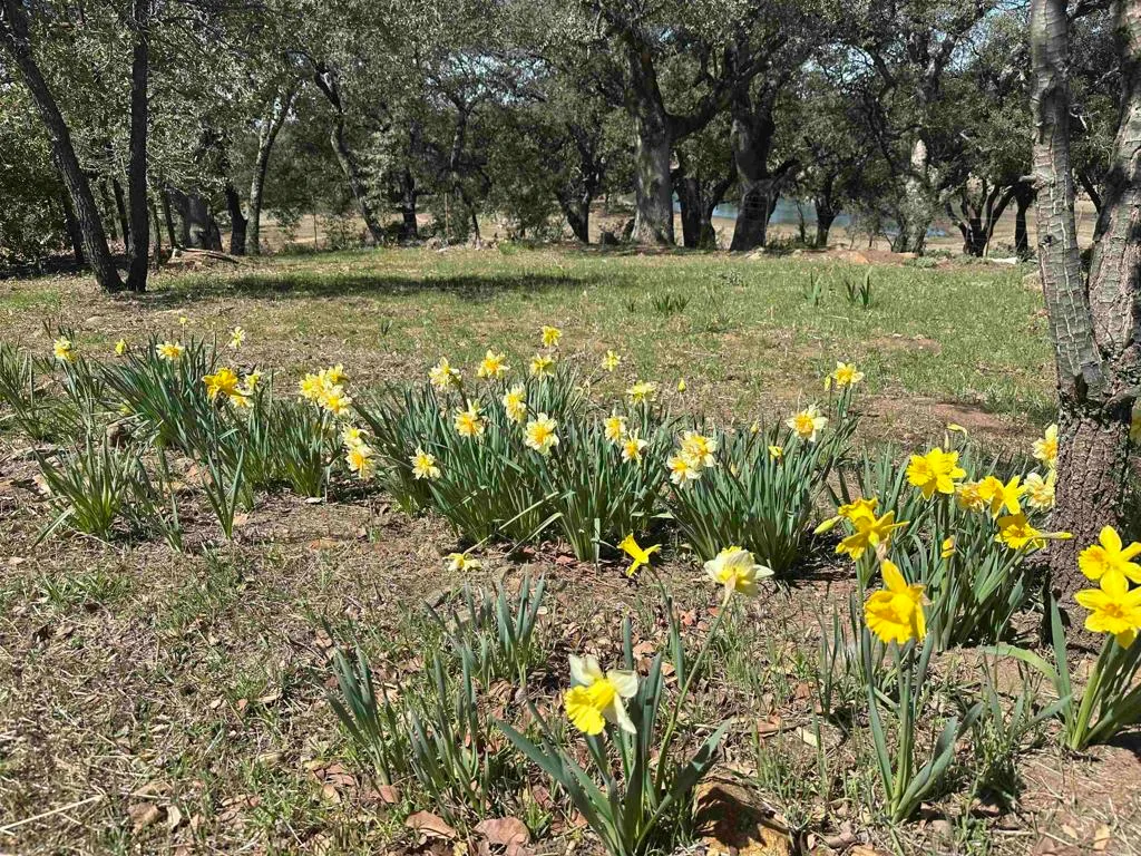 Additional image 45 of 25258 Black Canyon Road, Santa Ysabel, CA 92070