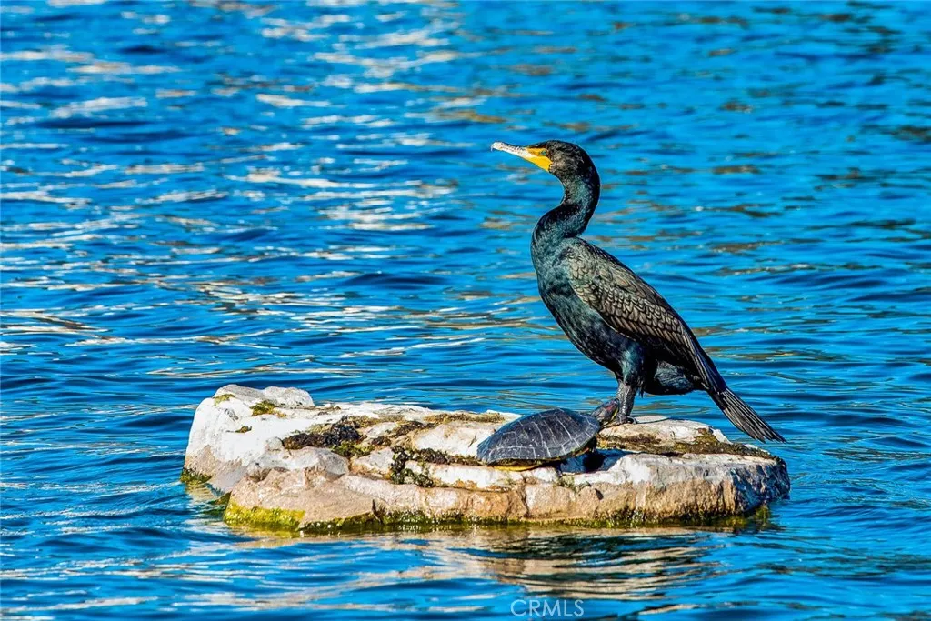 Additional image 13 of 145 Montana Del Lago Dr, Rancho Santa Margarita, CA 92688