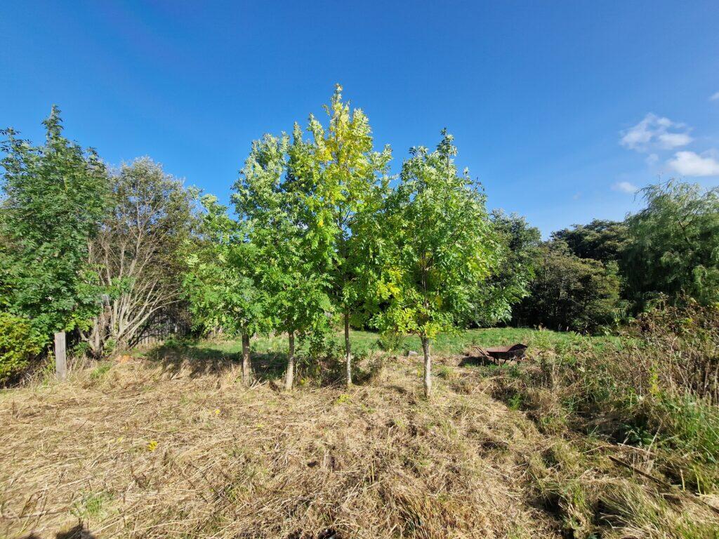 Additional image 9 of Building Plot At Hillside House, Rothes, Aberlour, Moray, AB38 7AQ