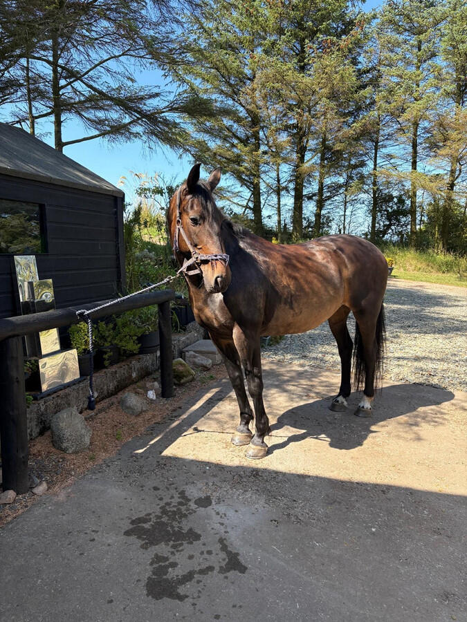 Additional image 28 of Cross Slacks, Banff, AB45