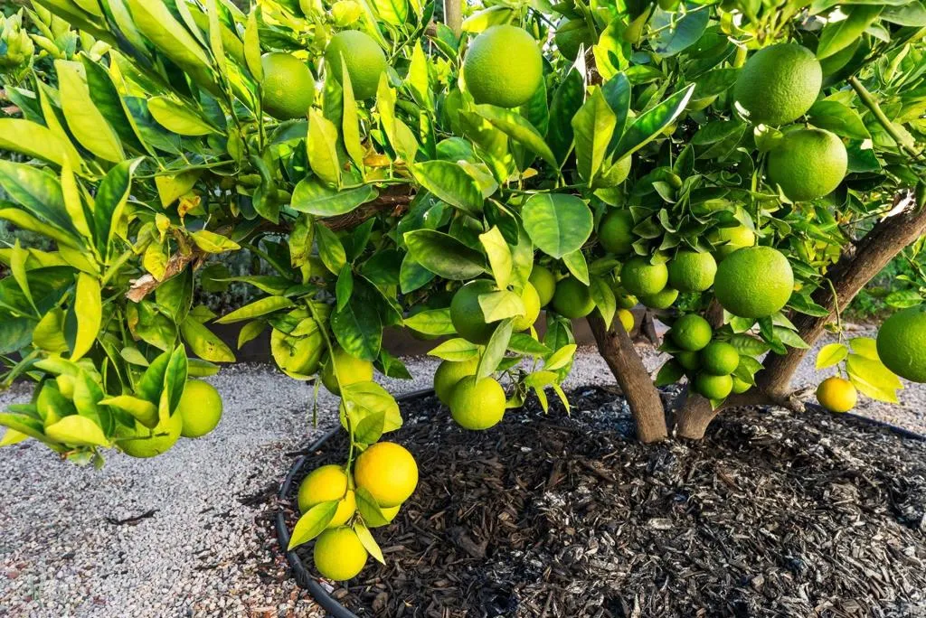 Additional image 115 of 16602 San Salvador Court, San Diego, CA 92128