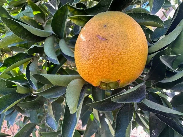 Additional image 30 of 913 S Grand Avenue Unit 172, San Jacinto, CA 92582