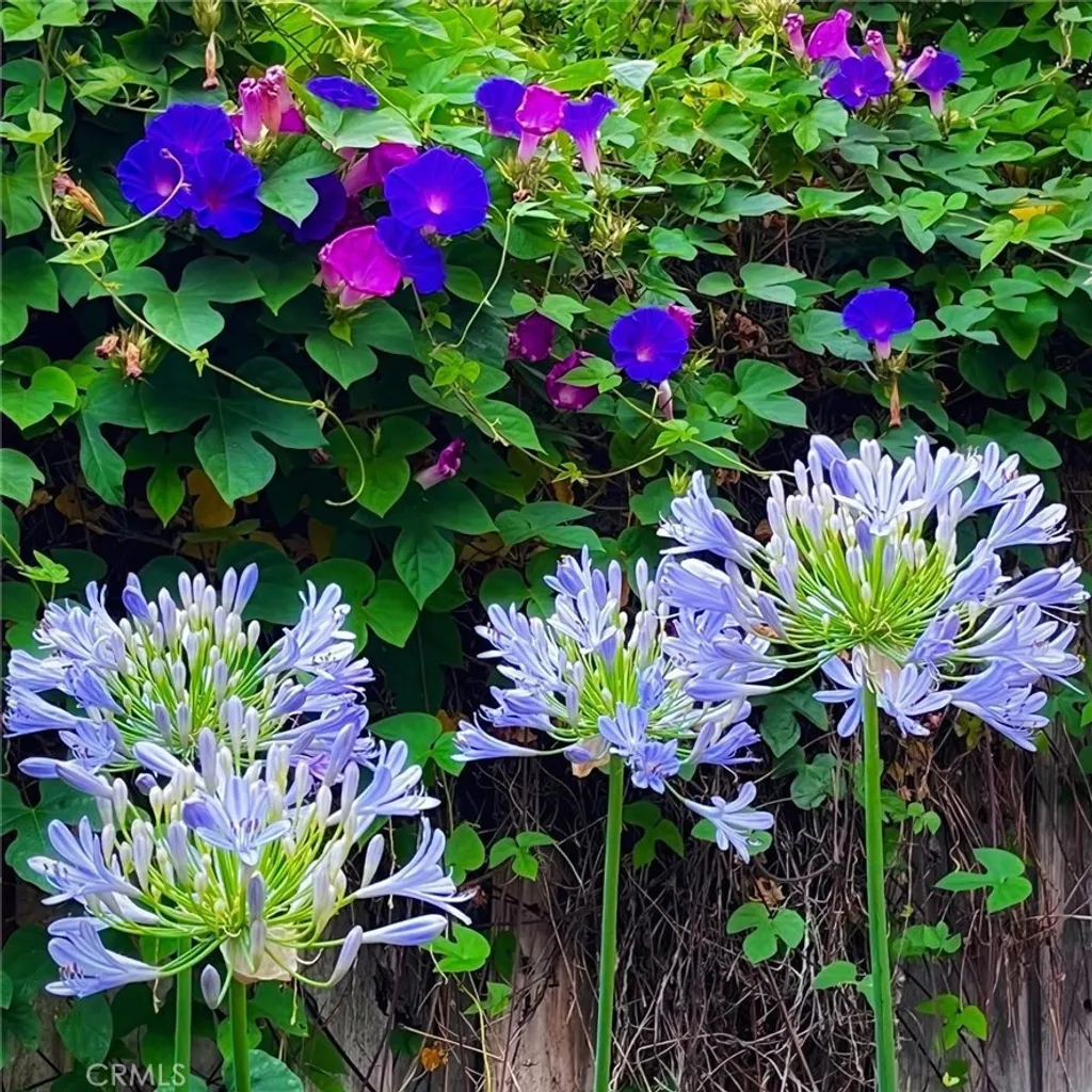 Additional image 35 of 31710 Corte Esparza, Temecula, CA 92592